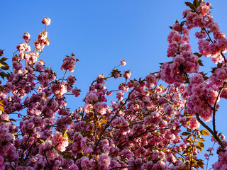 Cherry blossoms at dawn, Paris