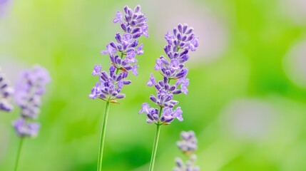 Fototapeta premium Delicate lavender blooms stand out against a soft green background.