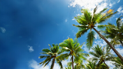 Upward View of Palm Trees and Azure Sky