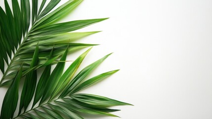 Green Tropical Leaves on Light Background for Nature and Serenity Concept in Stock Photography
