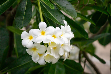White Frangipani flower Plumeria alba with green leaves