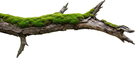 Lush green moss covering weathered tree branch isolated transparent background