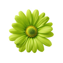 Isolated Lime Green Daisy Flower Blossom with Yellow Center on Black Background Studio Shot