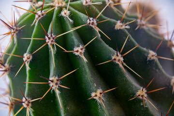 Close-up view of a vibrant green cactus with spines