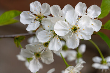 Blossoming white flowers on a tree during springtime in a garden