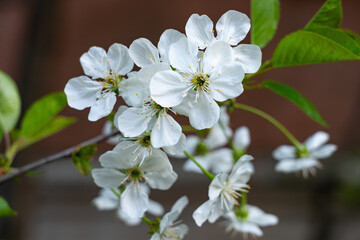 Cherry blossoms bloom beautifully in springtime garden