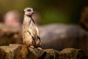 Fototapeta premium Meerkat standing alert on a rock in natural habitat