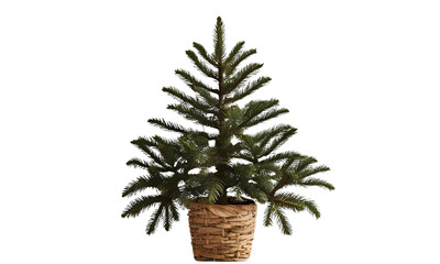 palm tree isolated on white