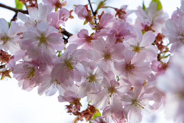 Cherry blossoms in full bloom during springtime in a park