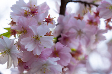 Cherry blossoms bloom in springtime garden during daylight