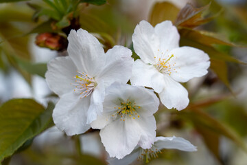 Cherry blossom flowers blooming in springtime garden