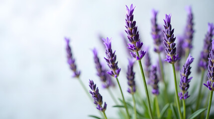 Fototapeta premium A close-up of delicate purple lavender flowers, showcasing their vibrant hue and lush green stems.