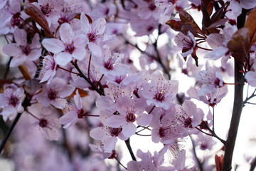 Blooming cherry blossoms in springtime garden setting