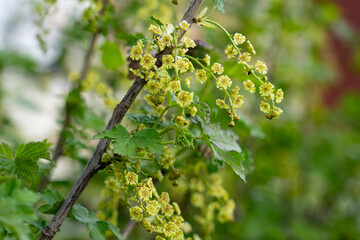 Blooming green flowers on a vine during spring season