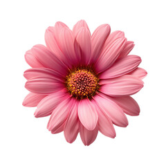 Obraz premium Isolated Close-Up of Pink Daisy Flower in Full Bloom Displaying its Vibrant Petals