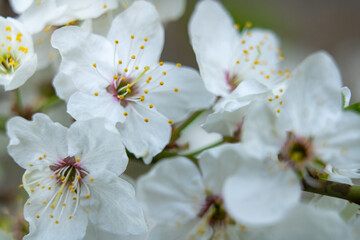 Cherry blossoms bloom in spring near a peaceful garden path
