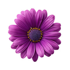 Close up of a Purple Osteospermum Flower Blossom with Yellow Center on Black Background
