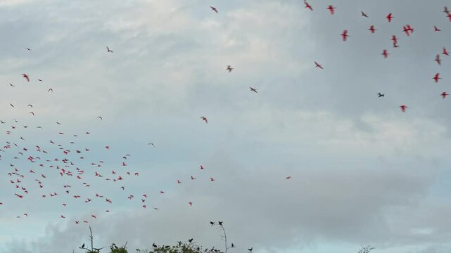 Large red scarlet ibis flying back home to their sleeping place, Revoada dos guaras, which means the flight of the guaras, a phenomenon that occurs daily on the Delta of the Parnaiba River in Brazil