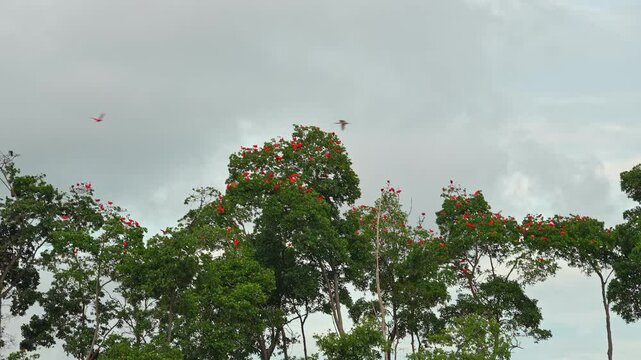 Large red scarlet ibis flying back home to their sleeping place, Revoada dos guaras, which means the flight of the guaras, a phenomenon that occurs daily on the Delta of the Parnaiba River in Brazil