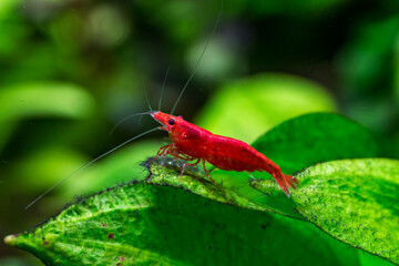 A green beautiful planted tropical freshwater aquarium with fishes and shrimps.Cherry dwarf shrimp stay on green leaf of water plant in fresh water aquarium tank