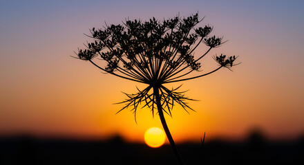 Seed Head Of Wild Carrot Silhouetted At Sunset