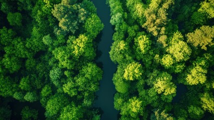 Naklejka premium Lush green forest canopy with a ribbon of water running through it