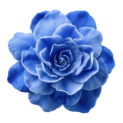 A Vibrant Blue Rose Blossom, its Petals Unfolding in a Captivating Display of Natural Beauty
