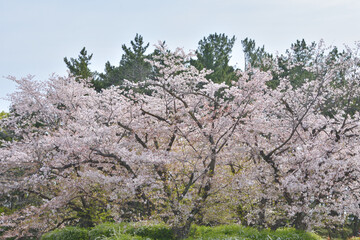 万博記念公園の桜