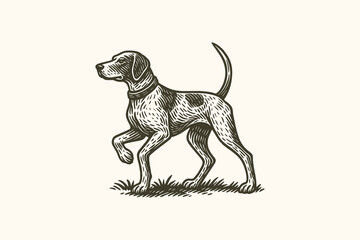 Hunting dog Pointer in pointing stance, vintage engraving style

