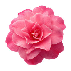 Close-up of a Beautiful Pink Camellia Flower Blossom in Full Bloom on a Black Background