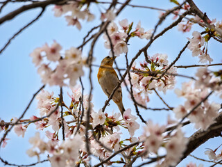 満開の桜