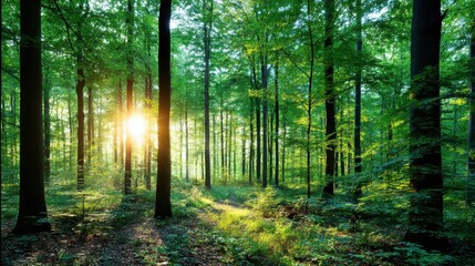 Obraz premium Serene Dense Green Forest with Sunlight Filtering Through Trees and Illuminating the Lush Understory