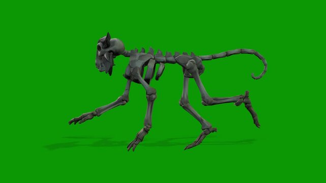 Monkey Skeleton running fast view from Left 3D Rendering Animation On Green Screen