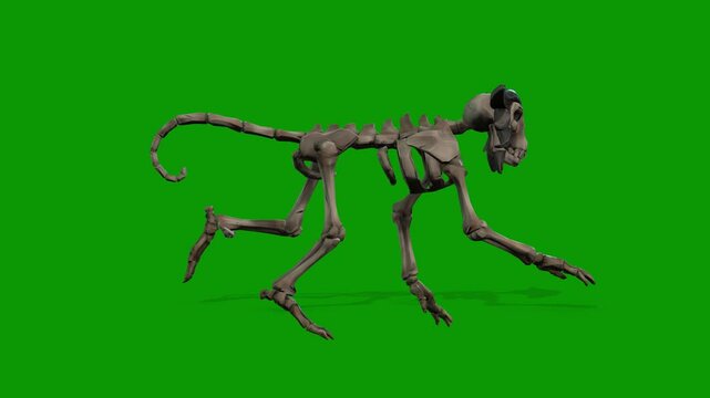Monkey Skeleton running fast view from Right 3D Rendering Animation On Green Screen