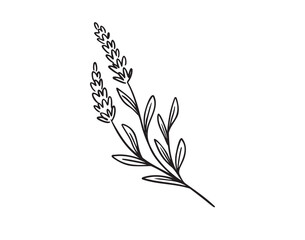 Lavender plant icon doodle hand drawn. Outline Lavender line drawing clipart symbol