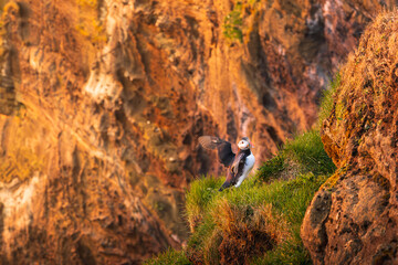 Fratercula artica, Islanda