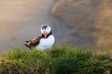 Fratercula artica, Islanda