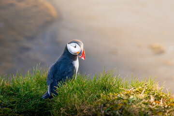 Fratercula artica, Islanda