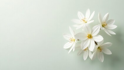 Fototapeta premium Cluster of pristine white flowers, isolated Subtle texture, soft light , still life, nature, background