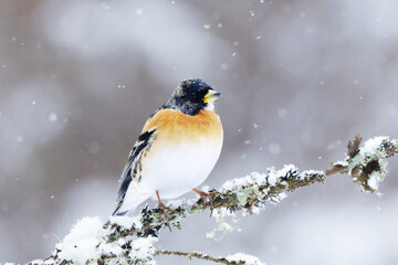 Brambling (Fringilla montifringilla) male in snowfall perched on a branch in spring.	
