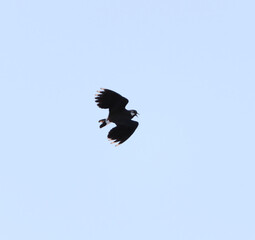 Northern lapwing (vanellus vanellus) flying in the sky in spring.	

