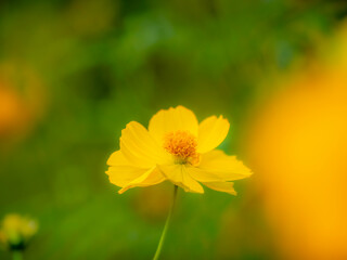 秋の公園や花壇を彩るコスモス（キバナコスモス）のある風景。背景。自然風景素材。