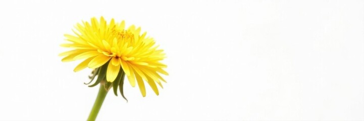 Single dandelion, intense yellow, clean white isolation, vibrant, minimalist, nature