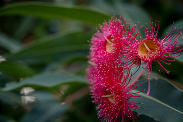 Corymbia - Plants of the Australian National Botanic Gardens