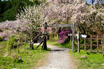 中山道にあるしだれ桜