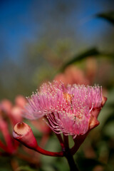 Corymbia - Plants of the Australian National Botanic Gardens