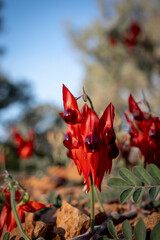 Swainsona - Plants of the Australian National Botanic Gardens