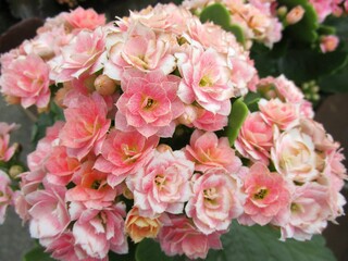 ピンクのカランコエの花のアップ