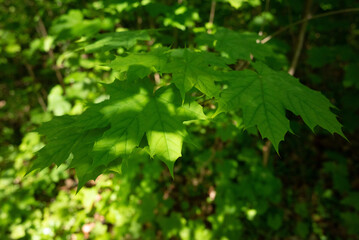 spring green trees leaves