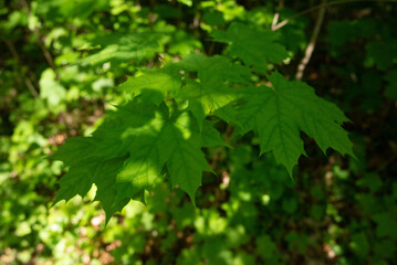 Fototapeta premium spring green trees leaves